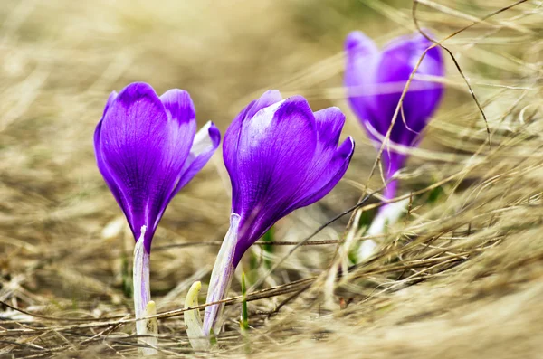 Våren Crocus Blommor Grön Naturliga Bakgrund Selektiv Inriktning — Stockfoto