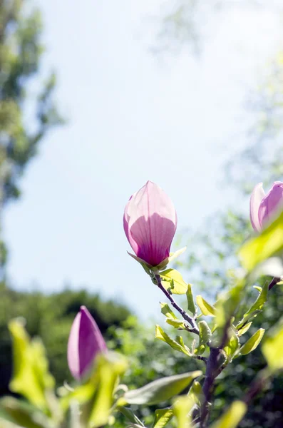 Schöne Blüten Eines Magnolienbaums Weicher Fokus — Stockfoto
