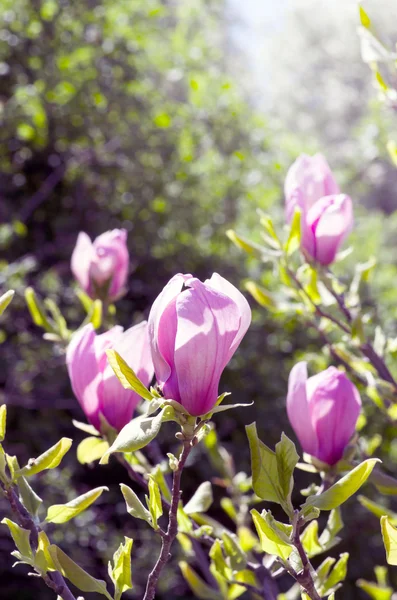 Beautiful Flowers Magnolia Tree Soft Focus — Stock Photo, Image