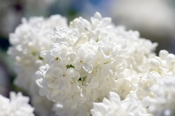 ライラック色の花が咲いてください 抽象的な背景 マクロ写真 — ストック写真