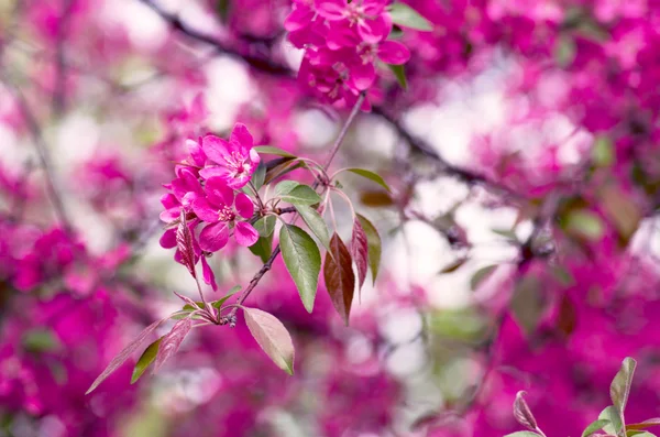 Chinesische Blühende Krabben Apfel Wilde Apfelblüten — Stockfoto