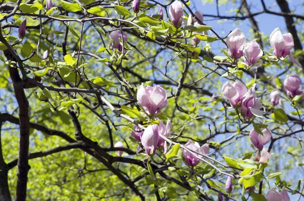 Schöne Blüten Eines Magnolienbaums Weicher Fokus — Stockfoto