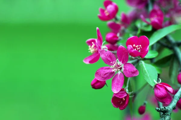 Chinese Flowering Crab Apple Wild Apple Flowers — Stock Photo, Image