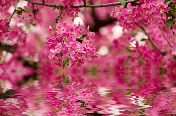 Chinesische Blühende Krabben Apfel Wilde Apfelblüten — Stockfoto