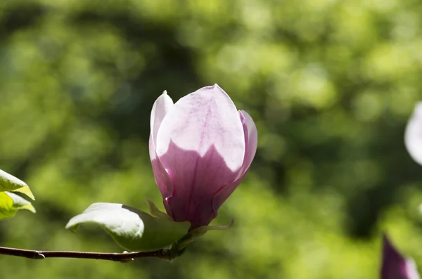 Schöne Blüten Eines Magnolienbaums — Stockfoto