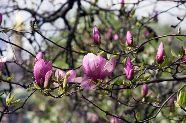 Schöne Blüten Eines Magnolienbaums — Stockfoto