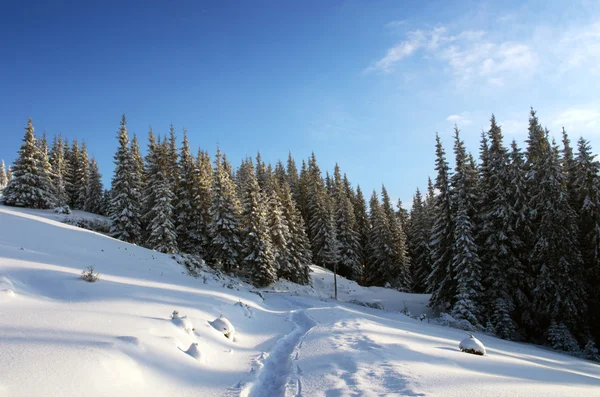 在早晨阳光的照射下发光的雄伟冬季景观 戏剧性的冬日景致 地理位置位于喀尔巴阡 乌克兰 — 图库照片