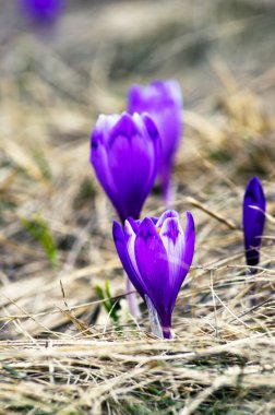 Yeşil doğal zemin üzerine bahar bitkisi çiçeği. Seçici odak