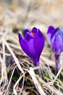 Yeşil doğal zemin üzerine bahar bitkisi çiçeği. Seçici odak