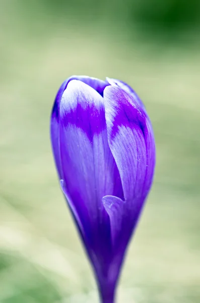 Lente Crocus Bloemen Groene Natuurlijke Achtergrond Selectieve Aandacht — Stockfoto