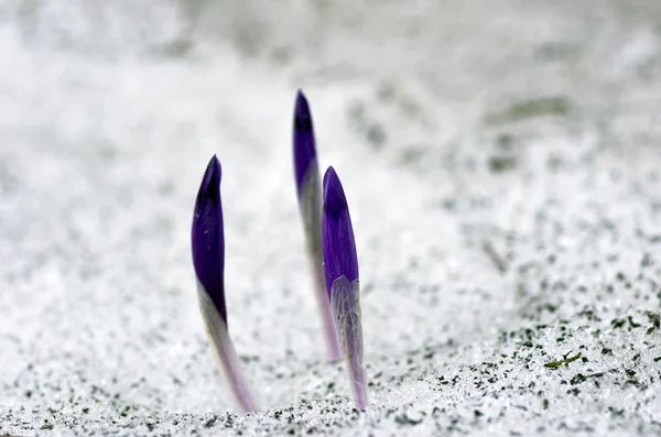 Våren Crocus Blommor Grön Naturliga Bakgrund Selektiv Inriktning — Stockfoto