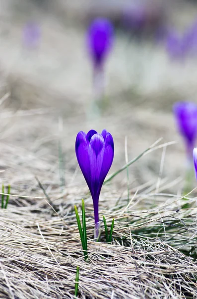 Frühlingskrokusblüten Auf Grünem Natürlichen Hintergrund Selektiver Fokus — Stockfoto