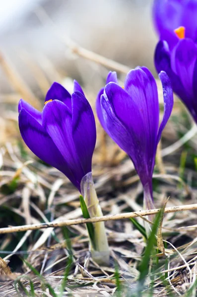 Yeşil doğal zemin üzerine bahar bitkisi çiçeği. Seçici odak