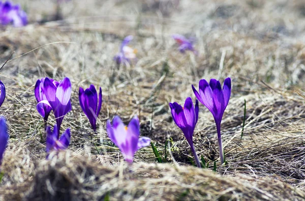 Yeşil doğal zemin üzerine bahar bitkisi çiçeği. Seçici odak