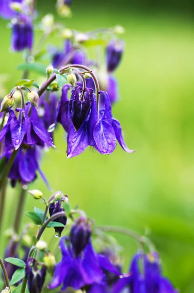 Närbild Vackra Klock Blommor Skogen — Stockfoto