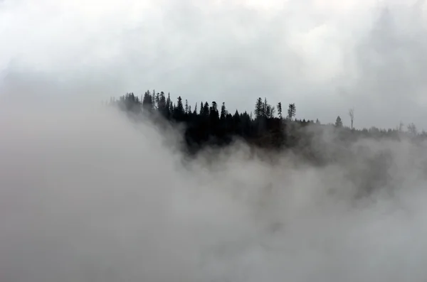 令人惊异的山地景观与浓雾 喀尔巴阡山 — 图库照片