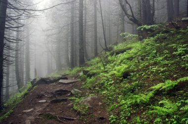 Güzel yaz orman dağ yolu
