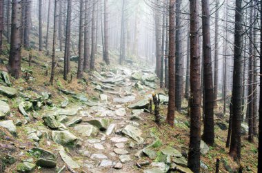 Güzel yaz orman dağ yolu