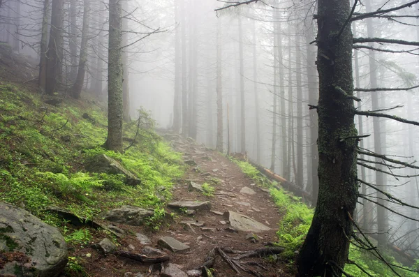 Όμορφο Καλοκαίρι Δάσος Ορεινή Διαδρομή — Φωτογραφία Αρχείου