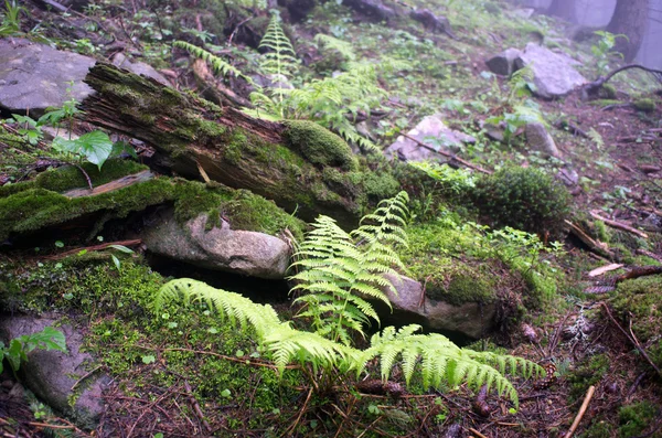 Güzel Yaz Orman Dağ Yolu — Stok fotoğraf