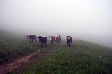 sunrise, Puslu mera üzerinde ineklerin