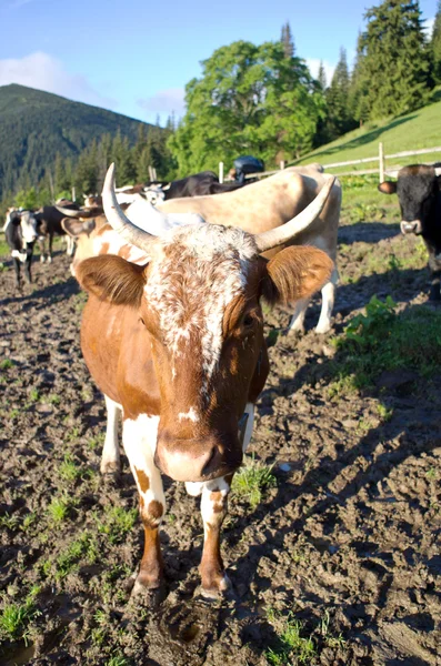 Vacas Leiteiras Paddock Comendo Grama Fresca Sob Céu Azul — Fotografia de Stock