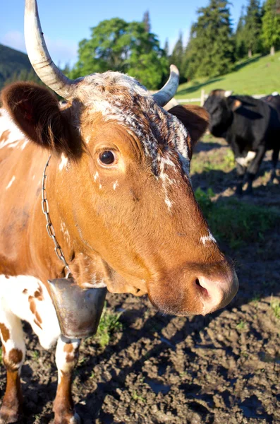 Vacas Leiteiras Paddock Comendo Grama Fresca Sob Céu Azul — Fotografia de Stock