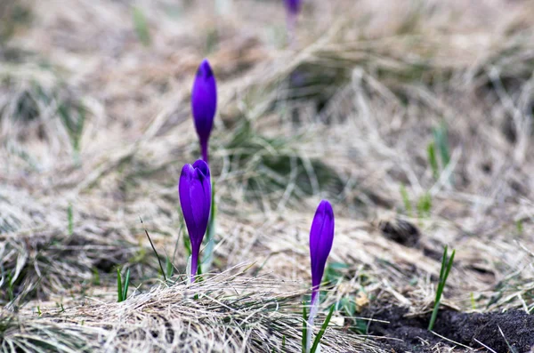 Våren Crocus Blommor Grön Naturliga Bakgrund Selektiv Inriktning — Stockfoto