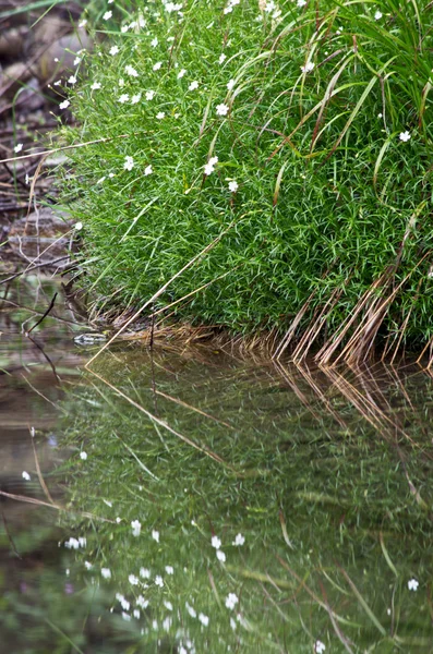 Berg Fluss Sommer Karpathien Berg — Stockfoto