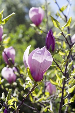 Manolya ağacı güzel çiçekler