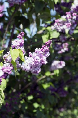 Çiçek açan leylak çiçekleri. Soyut arka plan.