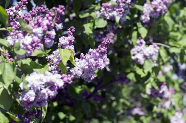 Çiçek açan leylak çiçekleri. Soyut arka plan. 