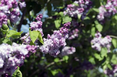 Çiçek açan leylak çiçekleri. Soyut arka plan. 