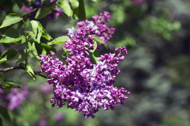 Çiçek açan leylak çiçekleri. Soyut arka plan. 