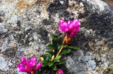 ormangülü Karpatlar Mount. Yakın çekim.