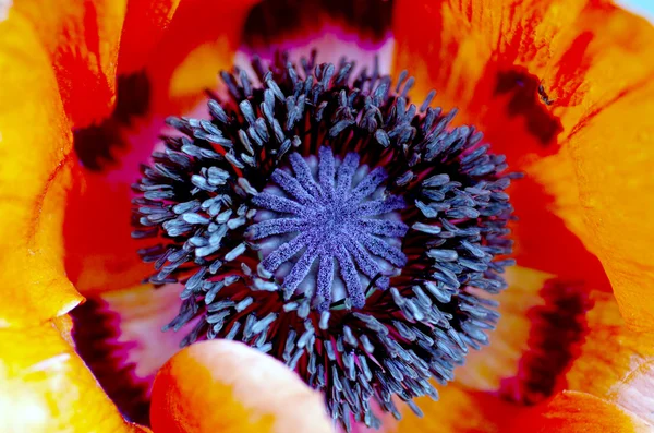 Macro Corazón Amapola Disparo Amapola Roja Primer Plano — Foto de Stock