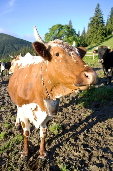 Vacas Leiteiras Paddock Comendo Grama Fresca Sob Céu Azul — Fotografia de Stock