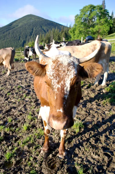Vacas Leiteiras Paddock Comendo Grama Fresca Sob Céu Azul — Fotografia de Stock