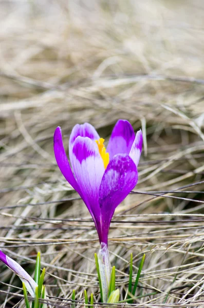 Frühlingskrokusblüten Auf Grünem Natürlichen Hintergrund Selektiver Fokus — Stockfoto