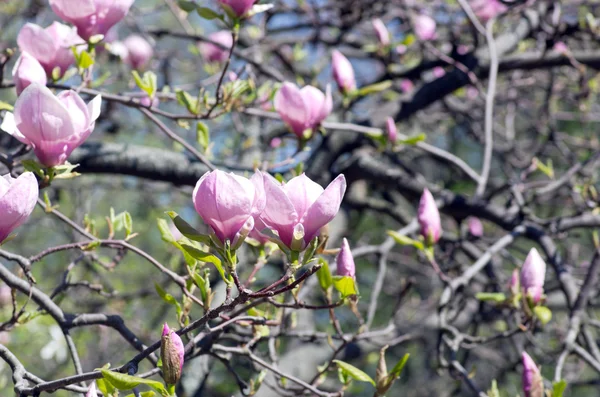 Mooie Bloemen Van Een Magnoliaboom — Stockfoto