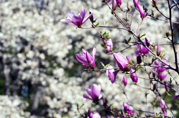 Beautiful Flowers Magnolia Tree — Stock Photo, Image