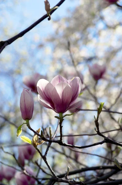 Schöne Blüten Eines Magnolienbaums — Stockfoto