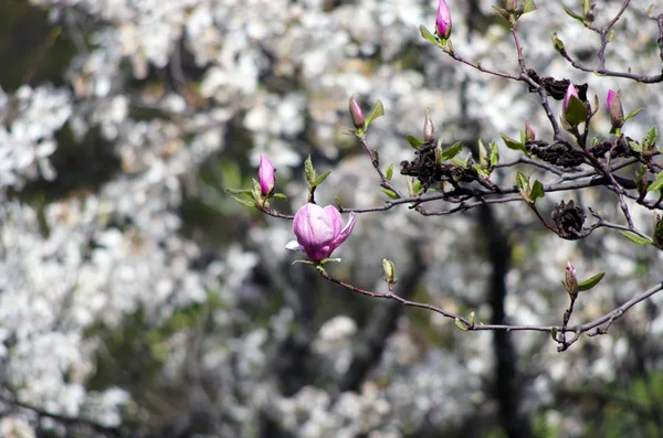 Schöne Blüten Eines Magnolienbaums — Stockfoto