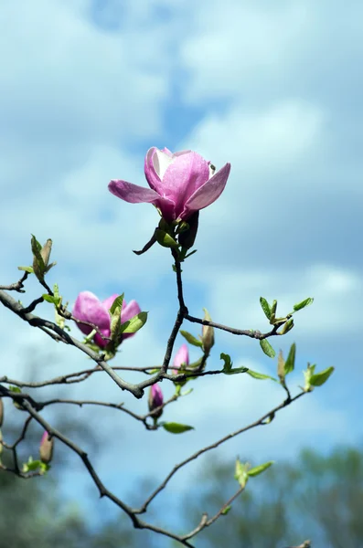 Beautiful Flowers Magnolia Tree — Stock Photo, Image