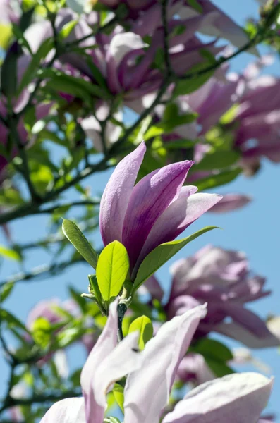 Schöne Blüten Eines Magnolienbaums — Stockfoto