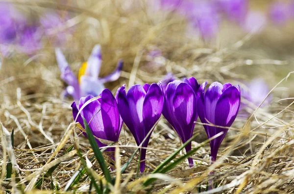 Frühlingskrokusblüten Auf Natürlichem Hintergrund Selektiver Fokus — Stockfoto