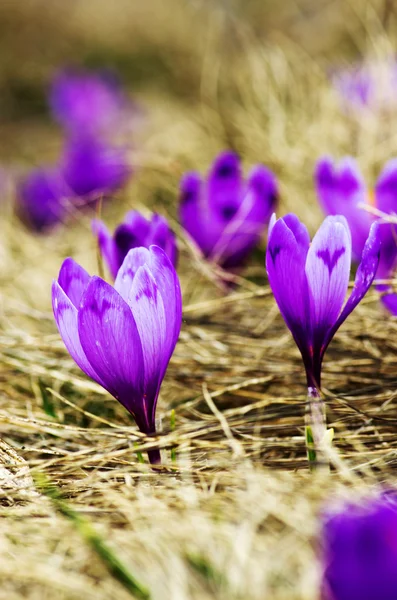 Frühlingskrokusblüten Auf Natürlichem Hintergrund Selektiver Fokus — Stockfoto