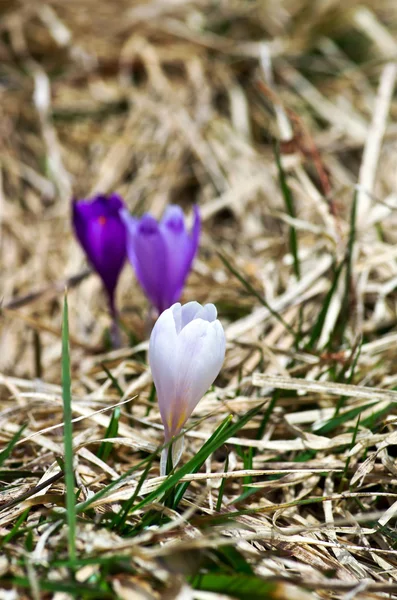 Frühlingskrokusblüten Auf Natürlichem Hintergrund Selektiver Fokus — Stockfoto
