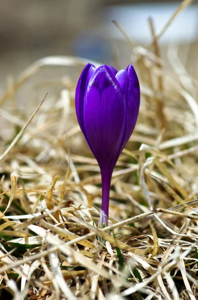 Crocus Vårblommor Naturlig Bakgrund Selektivt Fokus — Stockfoto