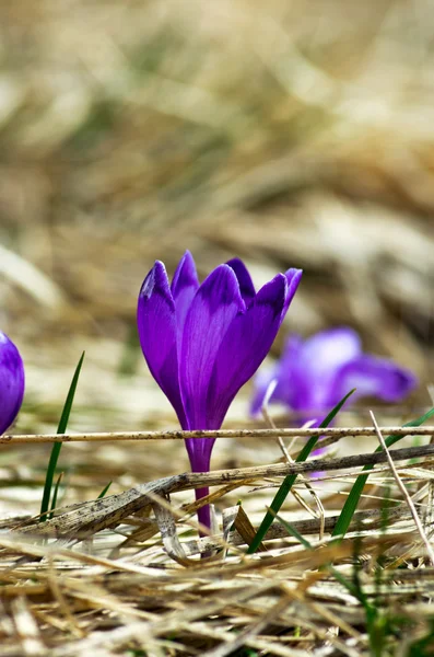 Весняні Квіти Природному Фоні Вибірковий Фокус — стокове фото